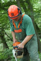 Click to see it big Ich mit Kettensäge, Impression aus dem Wald